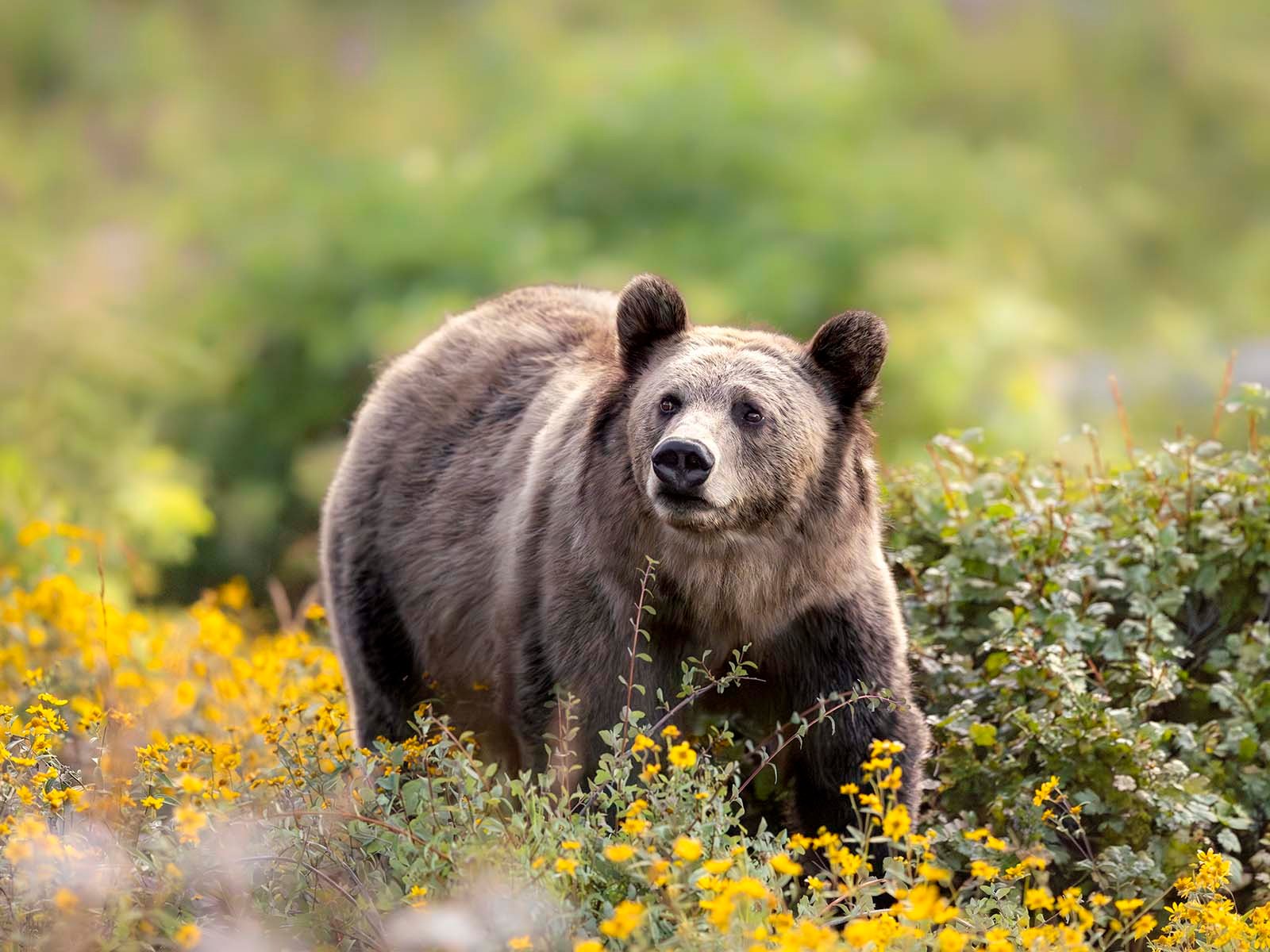Grizzly Flowers. Photo by Julia Cook @julia.littlelightningnature