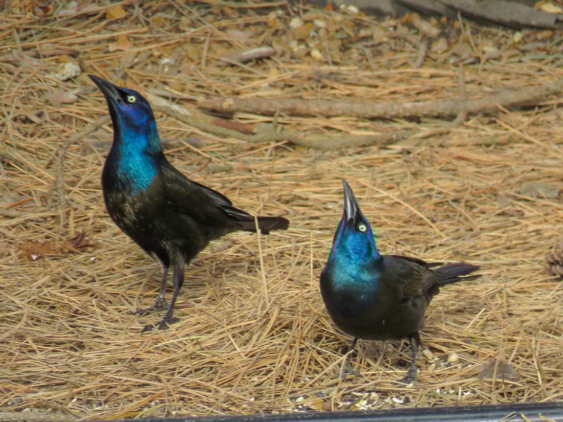 Two Common Grackles with beaks pointing upward to demonstrate a courting contest.