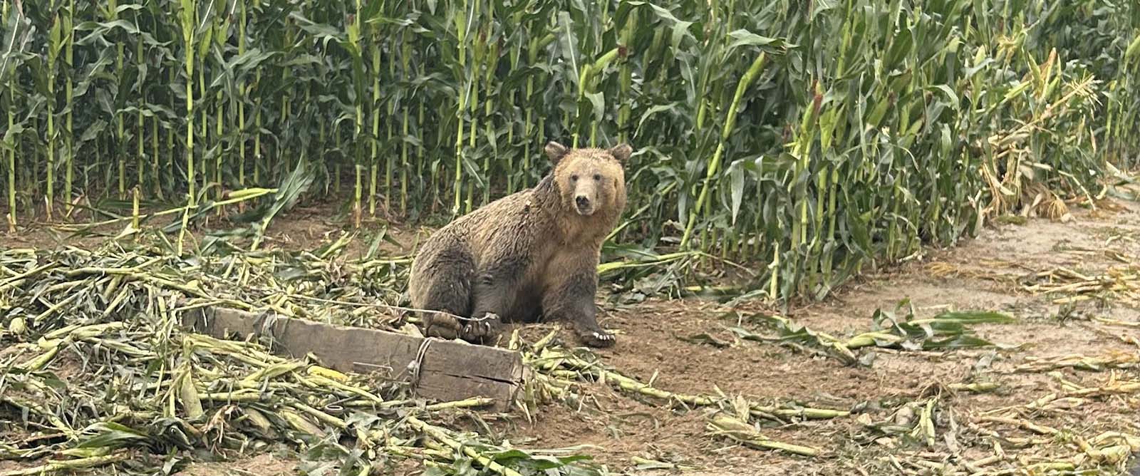 Grizzly bear sits at edge of corn field.