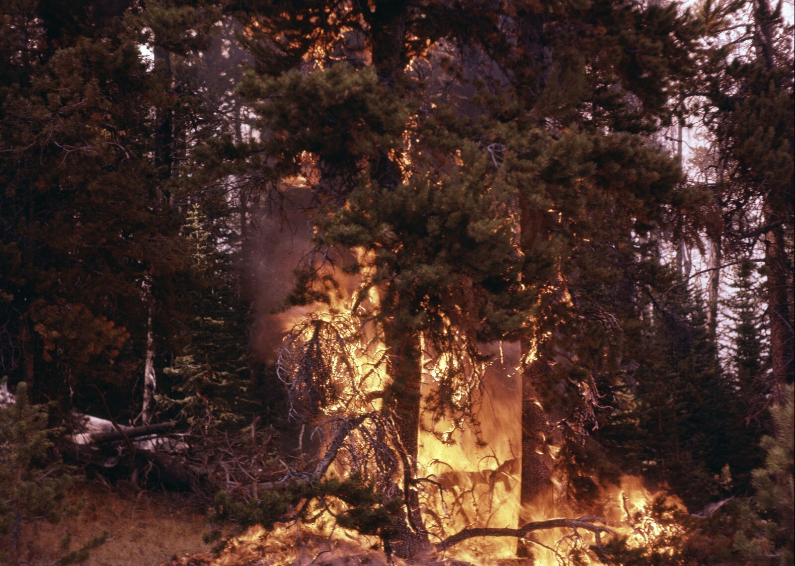 Annie wearing shooting medals. P.71.363.1 Ground fire in a densely wooded area.