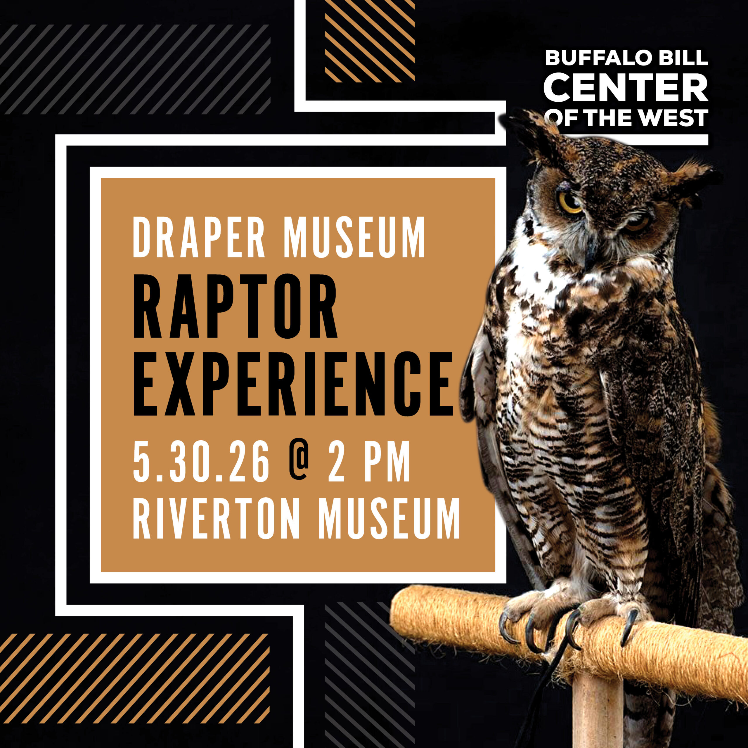 Buff Raptor Centres Raptor Experience at the Riverton Museum - Buffalo Bill Center of the West